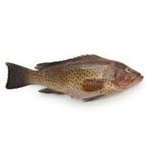 Kerapu