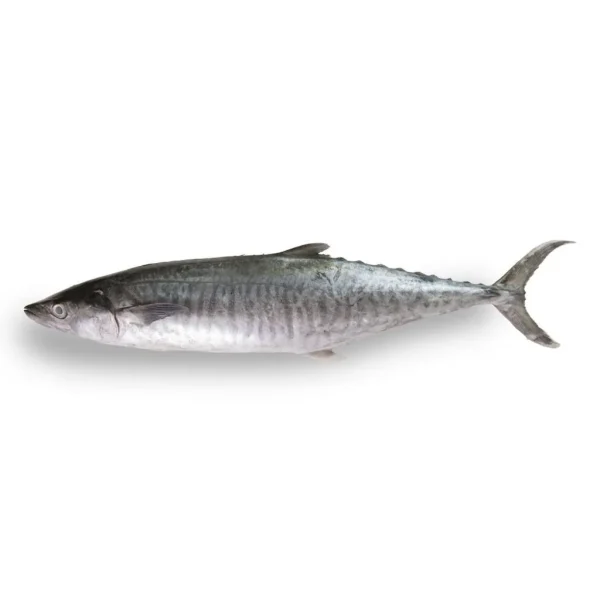 Tenggiri