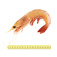 Udang Putih Besar