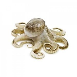 Sotong Kurita