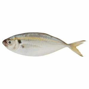 Ikan Selar