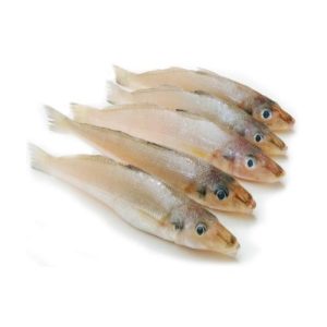 Bulus