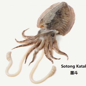 Sotong Katak