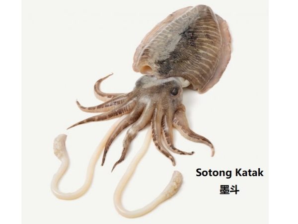 Sotong Katak