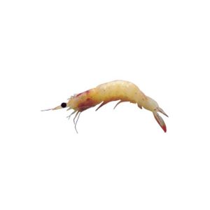 Udang Putih Kecil