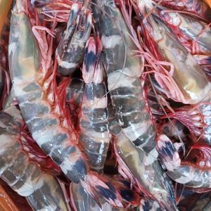 Udang Rotan