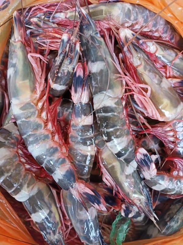 Udang Rotan