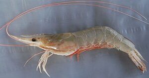 Udang Solo