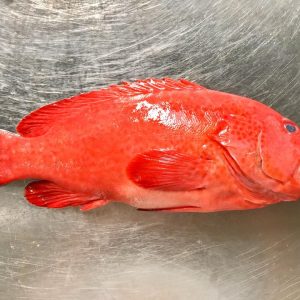 Kerapu Merah
