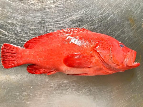 Kerapu Merah