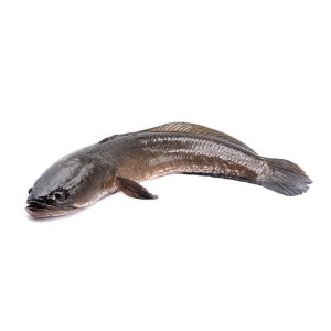 Ikan Haruan
