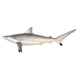 Ikan Yu