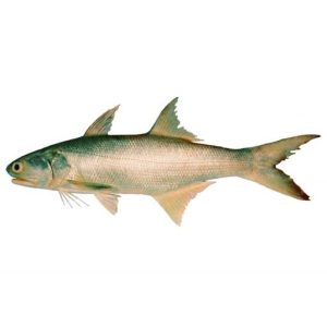 Senangin