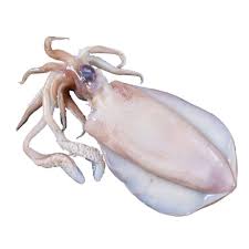 Sotong Torak