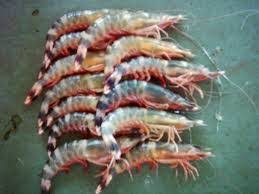 Udang Bemban
