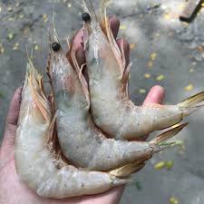 Udang Kertas