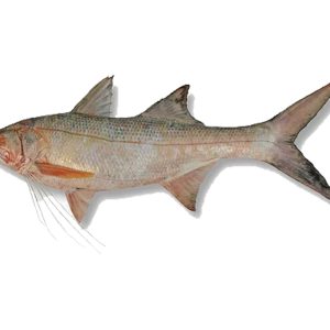 Kurau