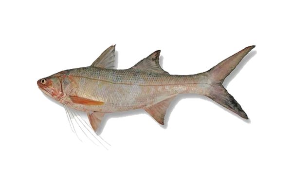 Kurau