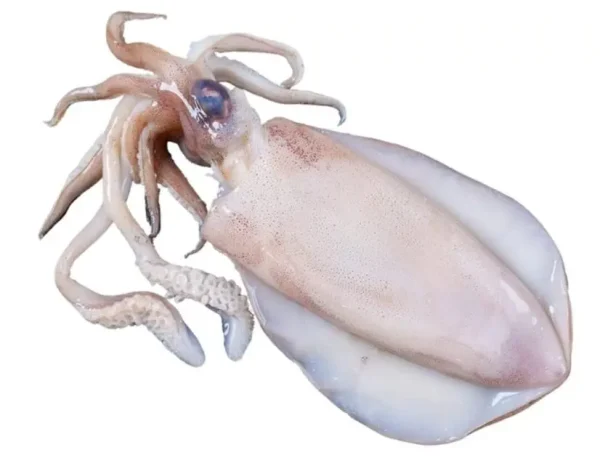 Sotong Cumit