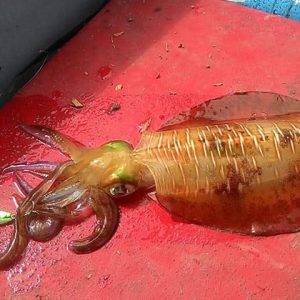 Sotong Mengambang