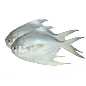 Bawal Putih